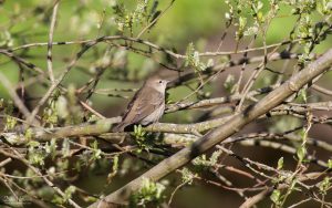 Garden Warbler at The Batts, 1st May 2021