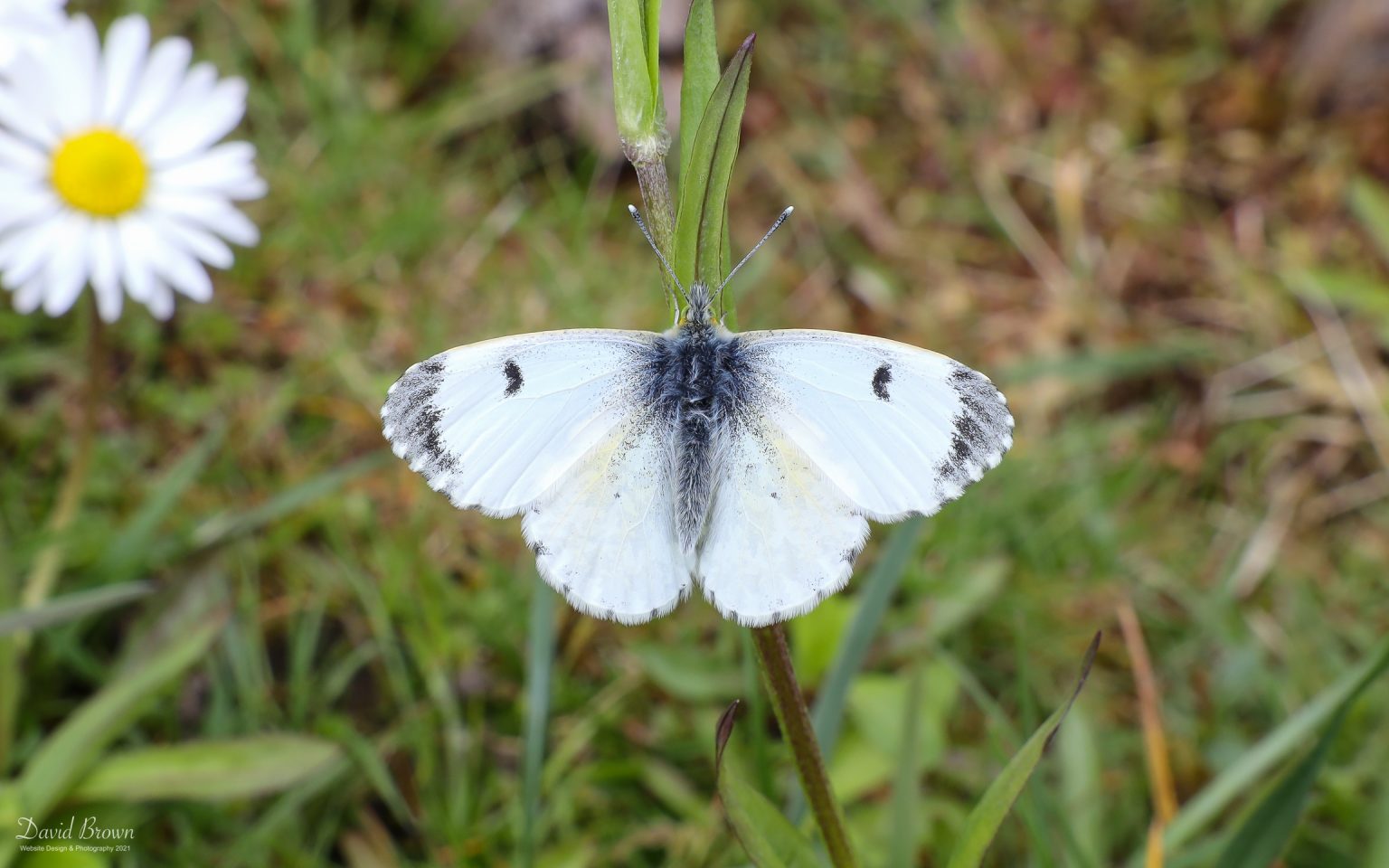 Orange Tip at Etherley Moor, 18th May 2021