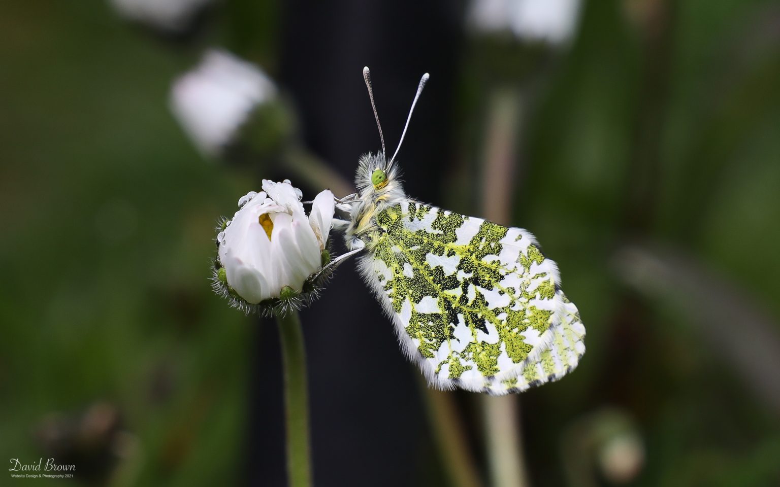 Orange Tip at Etherley Moor, 18th May 2021