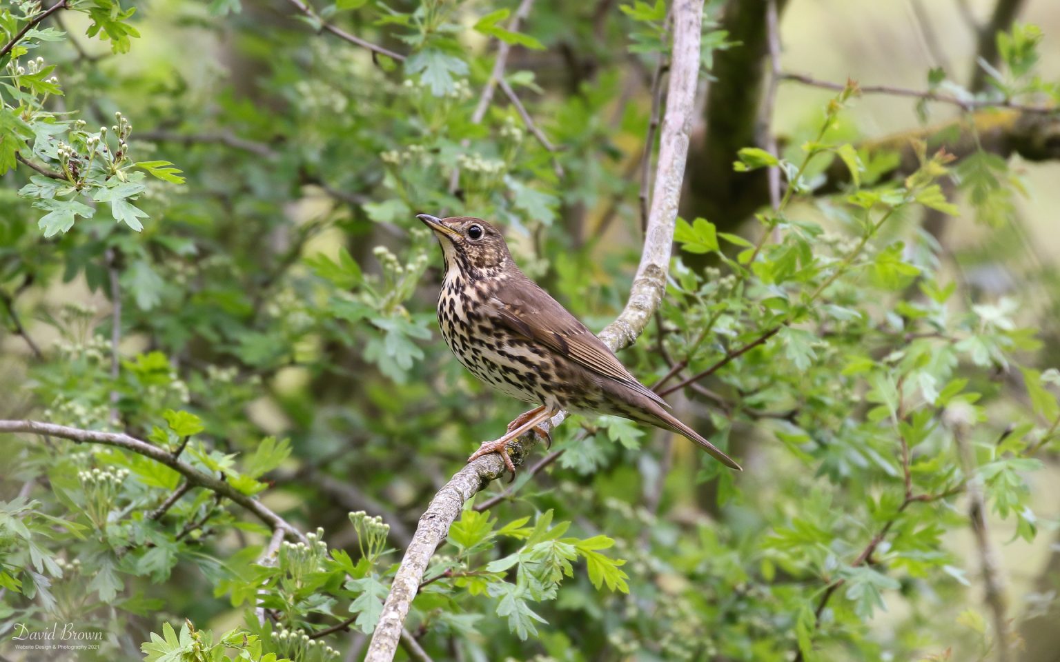 Song Thrush at Escomb, 22nd May 2021