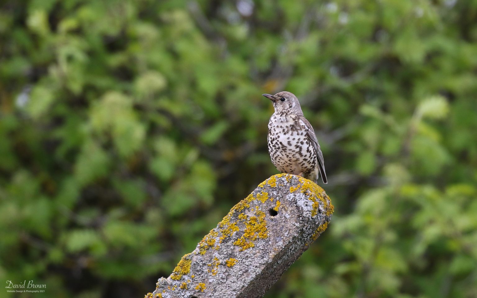 Mistle Thrush at Waskerley, 27th May 2021