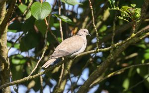 Collared Dove at Easington, 4th July 2021