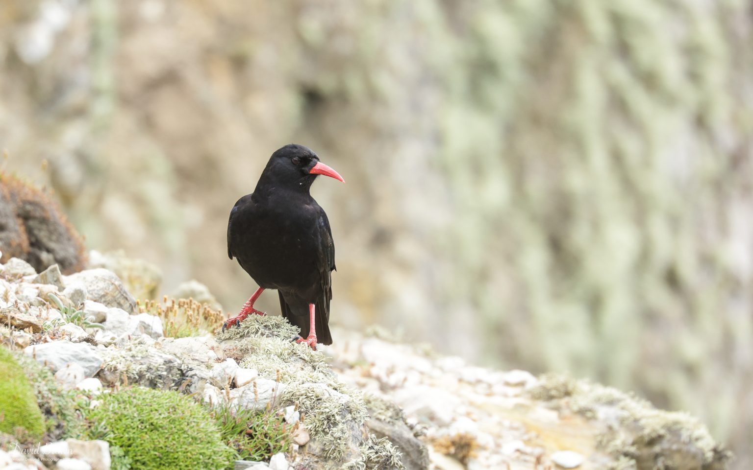 Chough at South Stack, 10th July 2021