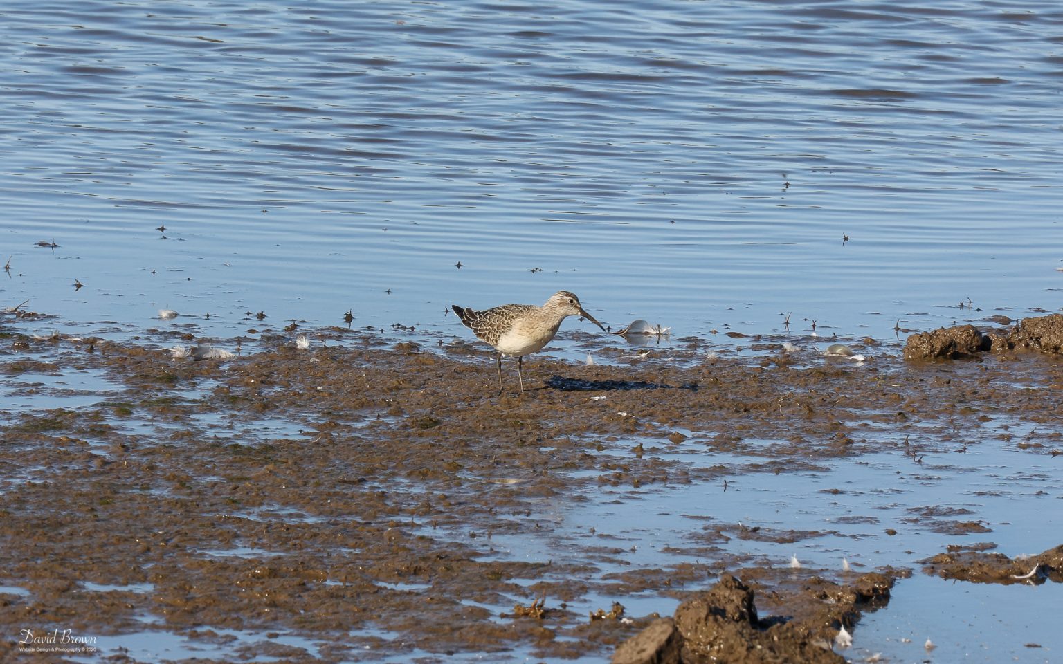 Curlew Sandpiper at Blacktoft Sands, 10th October 2021