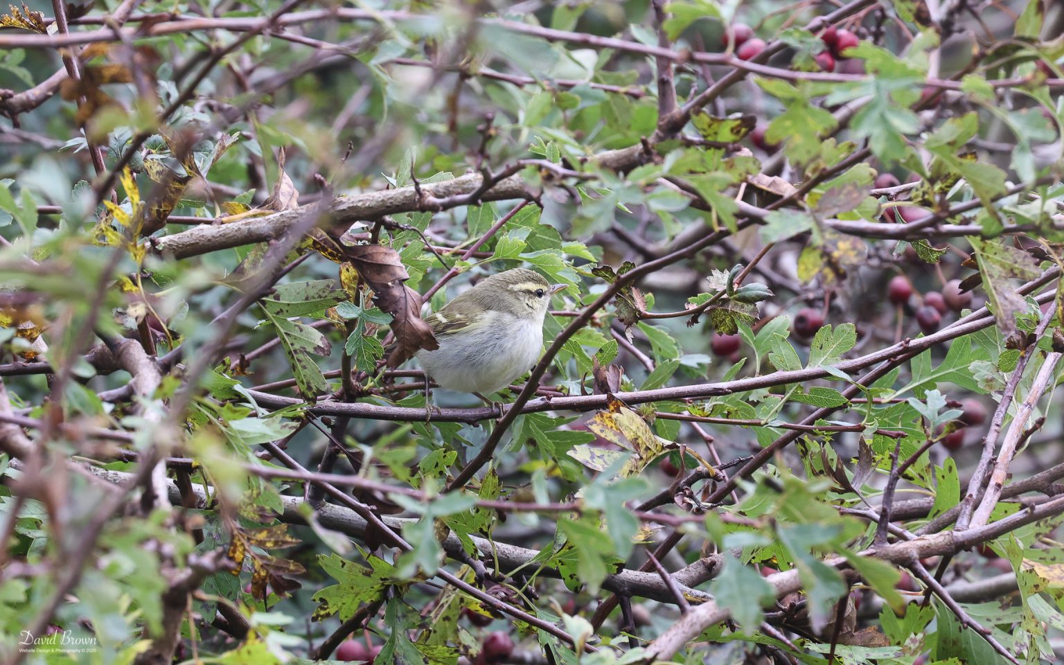 Two-barred Greenish Warbler at Spurn, 18th October 2021