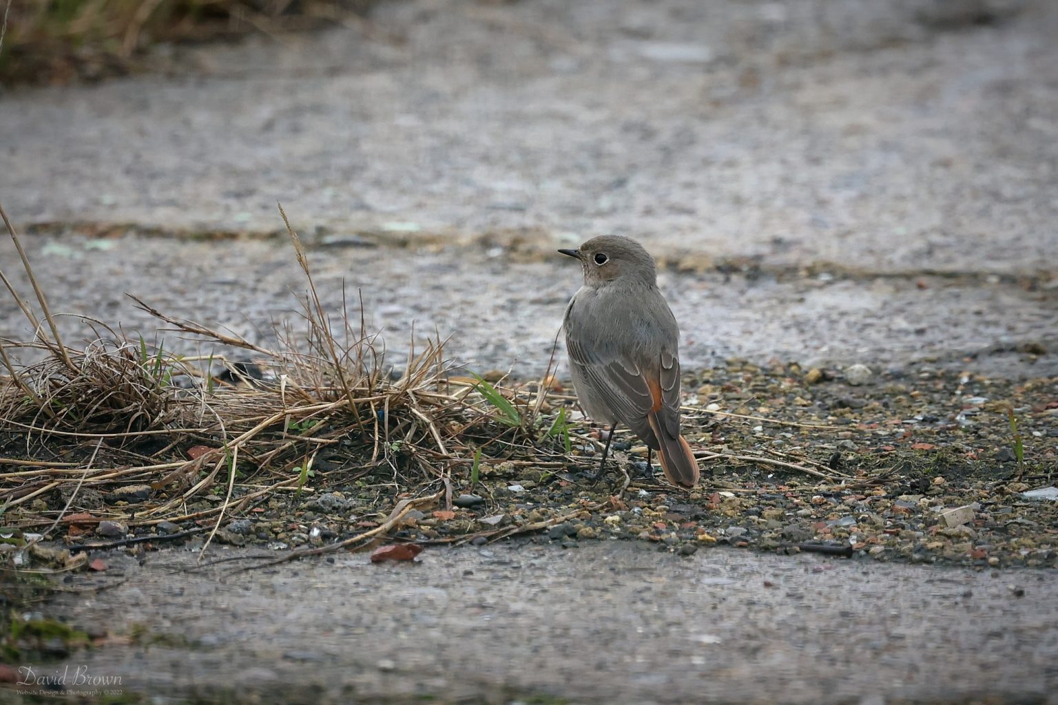 Black Redstart at Hartlepool, 13th February 2022