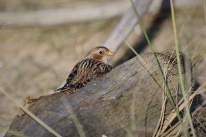 Snow Bunting at Seaton Common, 25th February 2022