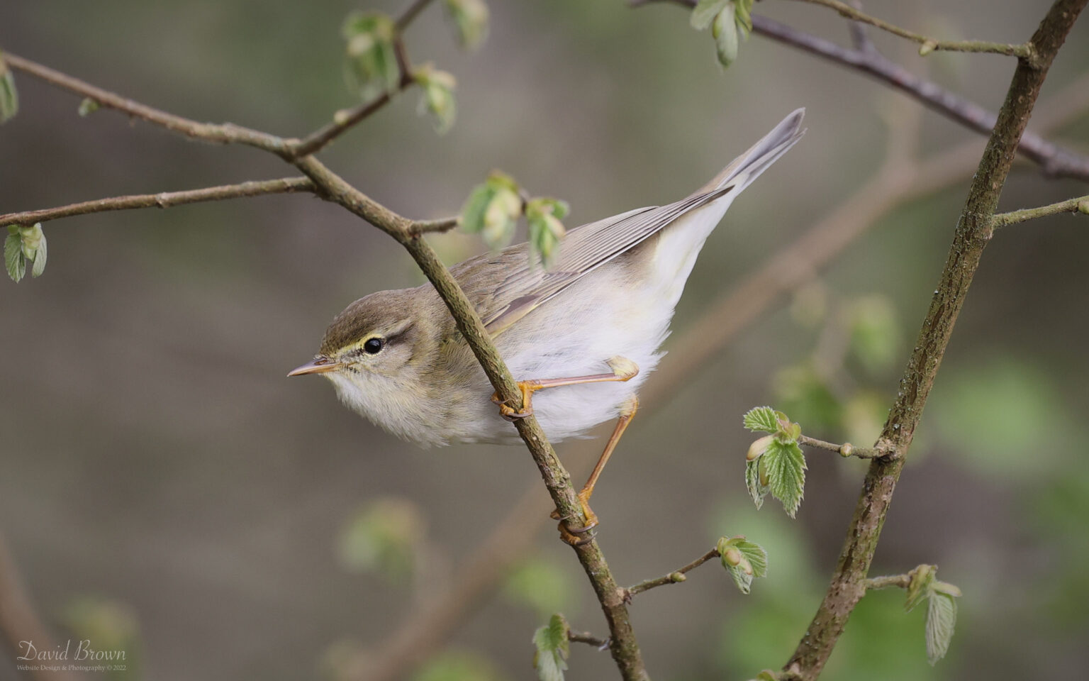 Willow Warbler at Escomb, 15th April 2022