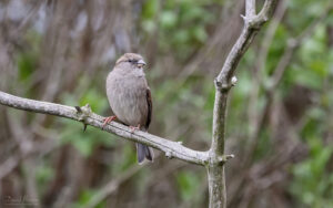 House Sparrow at Escomb, 15th April 2022