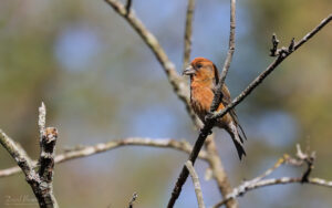 Common Crossbill at Pow Hill CP, 21st April 2022