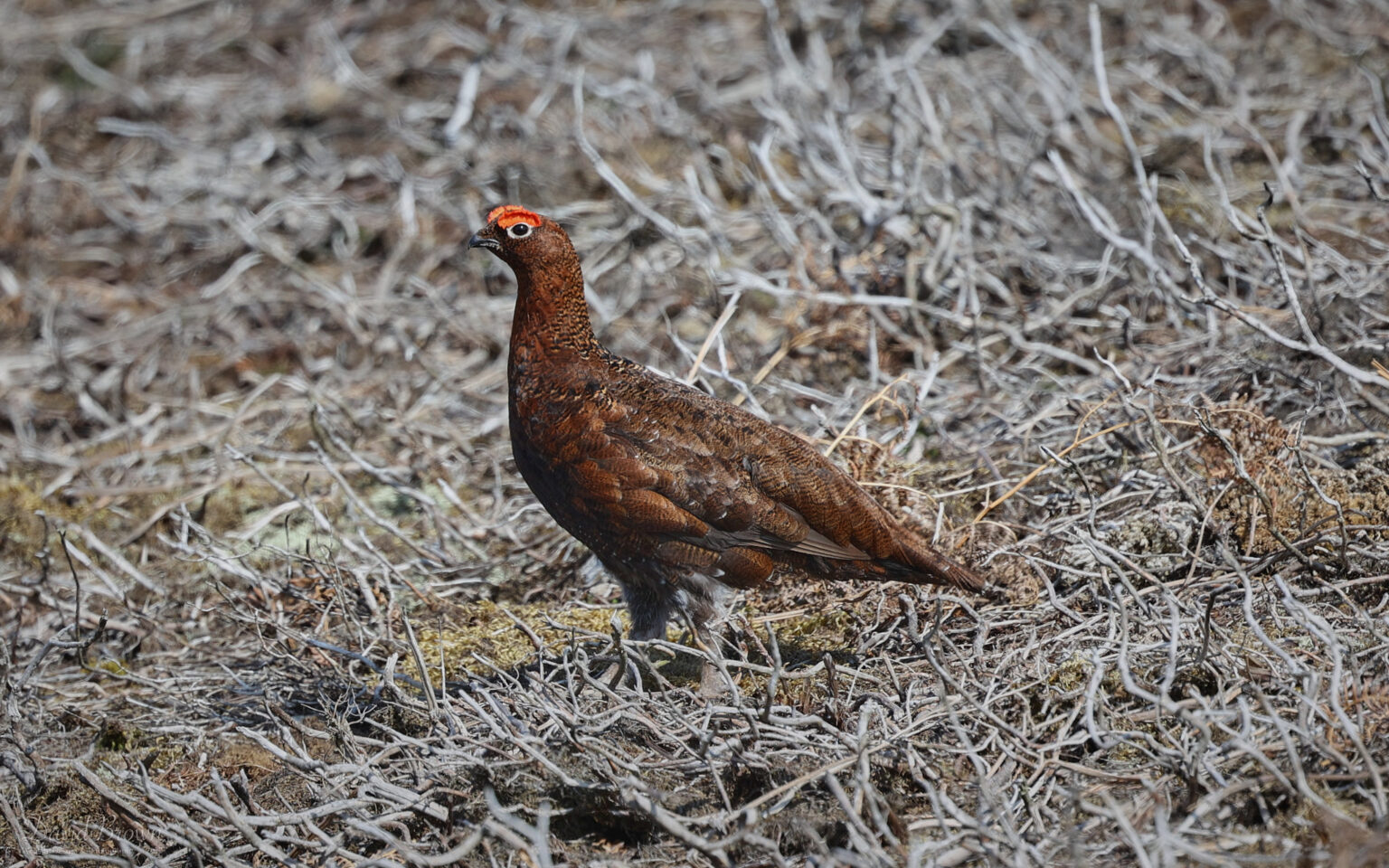 Red Grouse near Edmundbyers, 21st April 2022