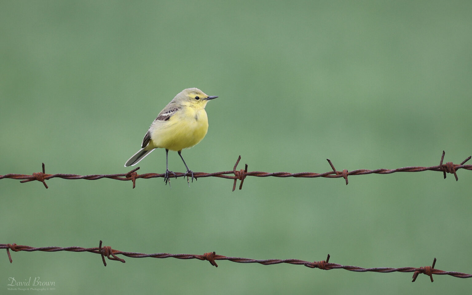 Yellow Wagtail at Coundon Crematorium, 1st May 2022