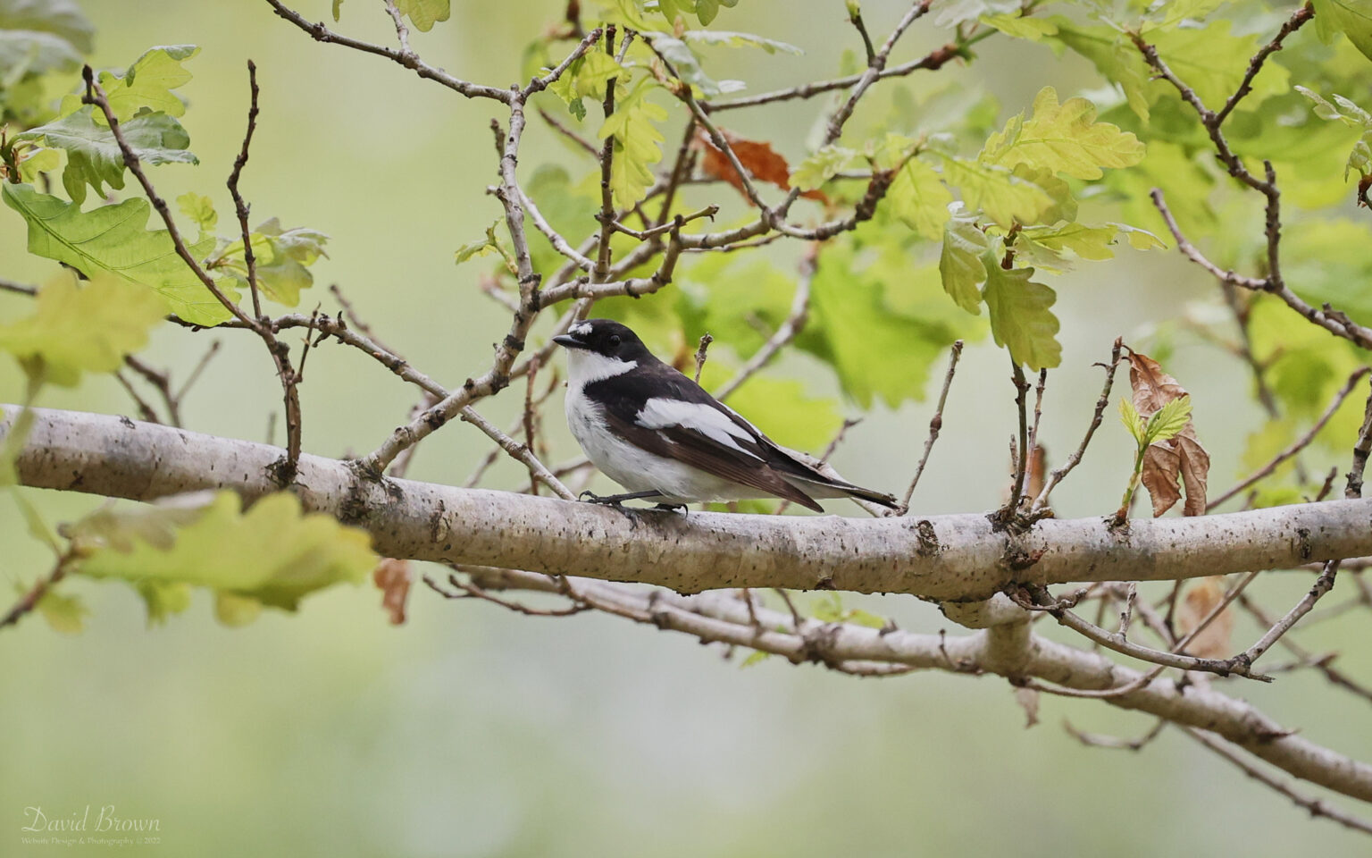 Pied Flycatcher at Muggleswick, 15th May 2022