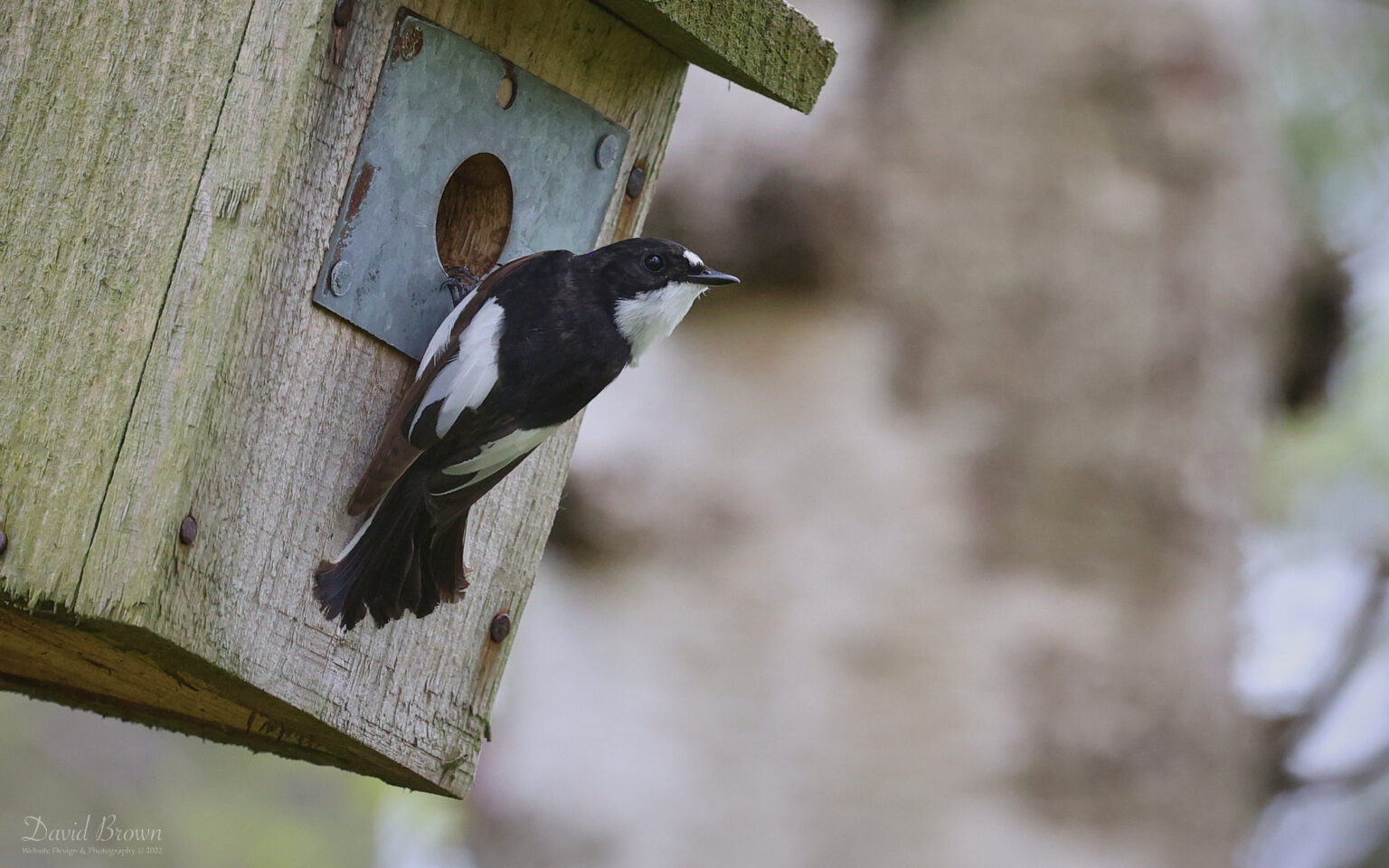 Pied Flycatcher at Muggleswick, 15th May 2022
