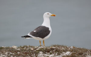 Lesser Black-backed Gull at the Needles, 20th May 2022
