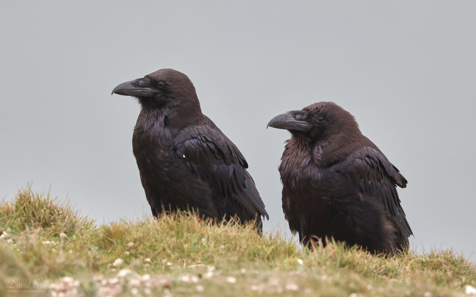 Raven at The Needles, 20th May 2022