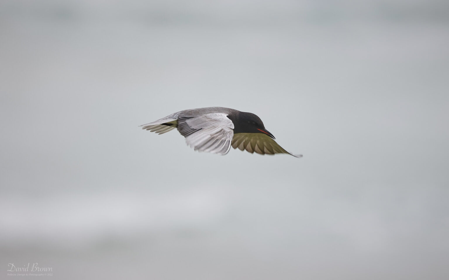 American Black Tern at the Long Nanny, 9th June 2022