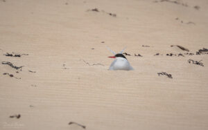 Arctic Tern at the Long Nanny, 9th June 2022
