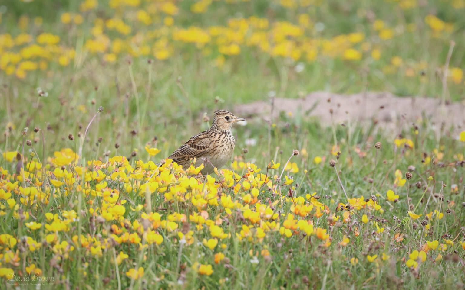 Skylark at the Long Nanny, 9th June 2022
