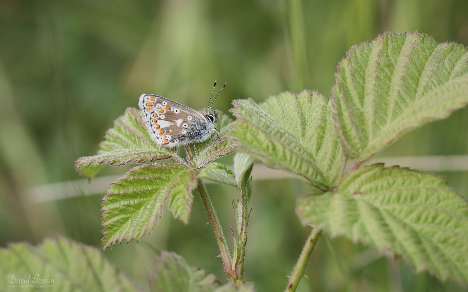 Northern Brown Argus at Bishop Middleham, 18th June 2022
