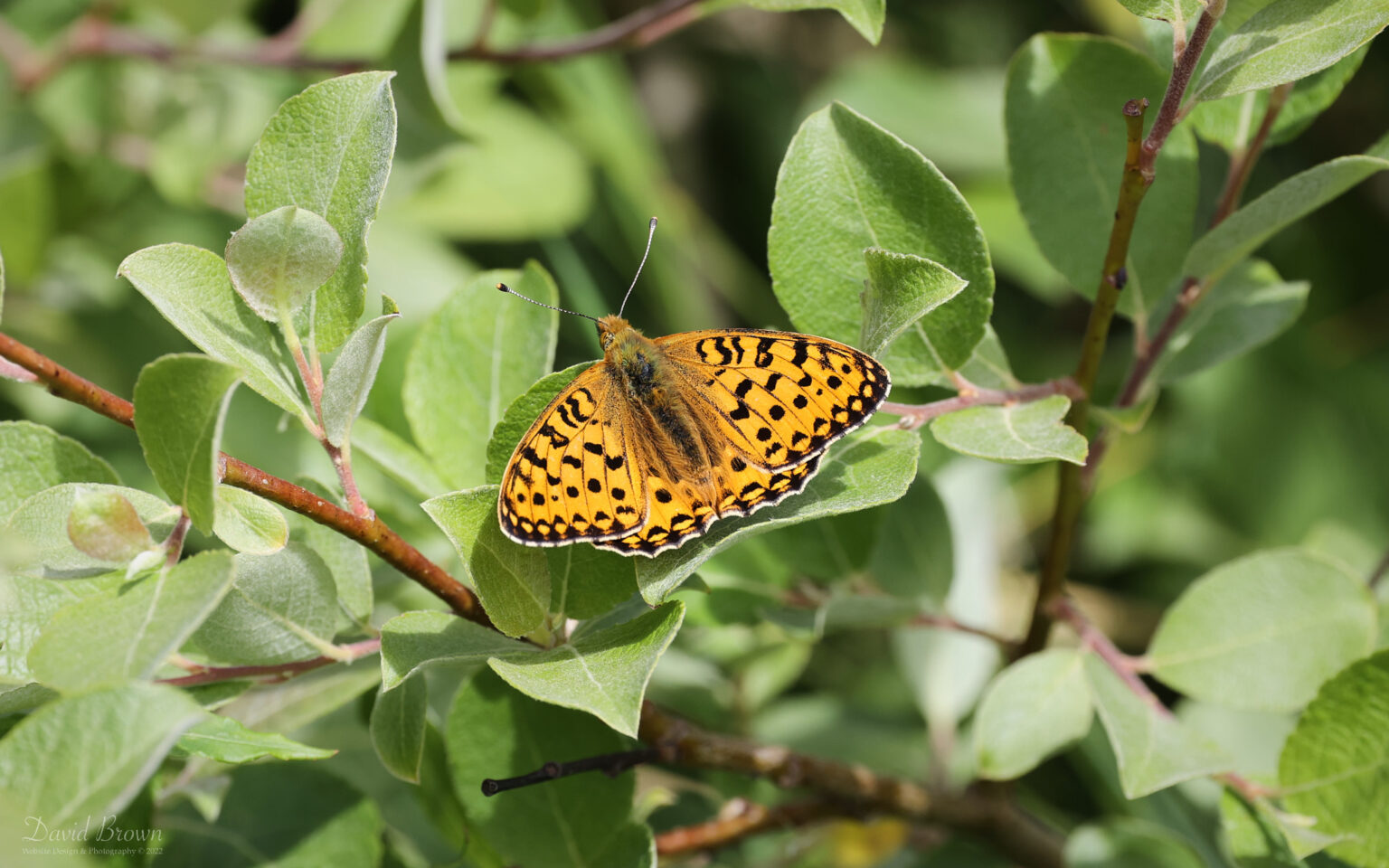 Dark Green Fritillary at Bishop Middleham, 18th June 2022