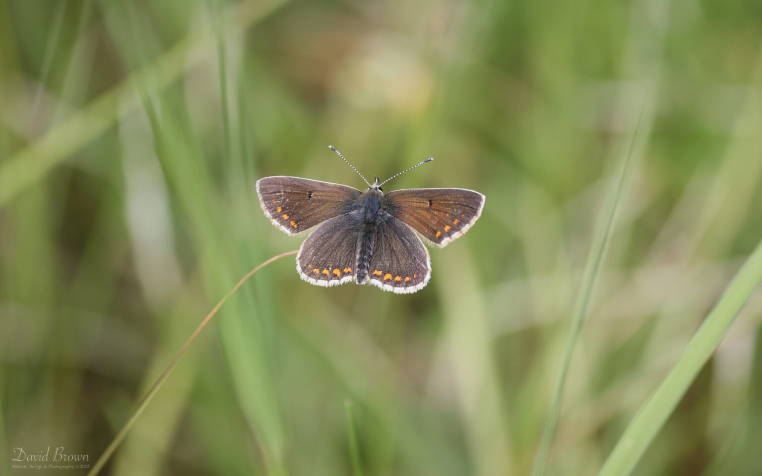 Northern Brown Argus at Bishop Middleham, 18th June 2022