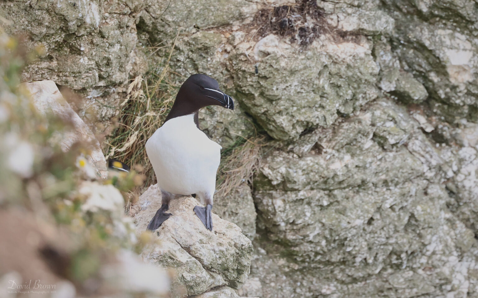 Razorbill at Bempton Cliffs, 30th June 2022