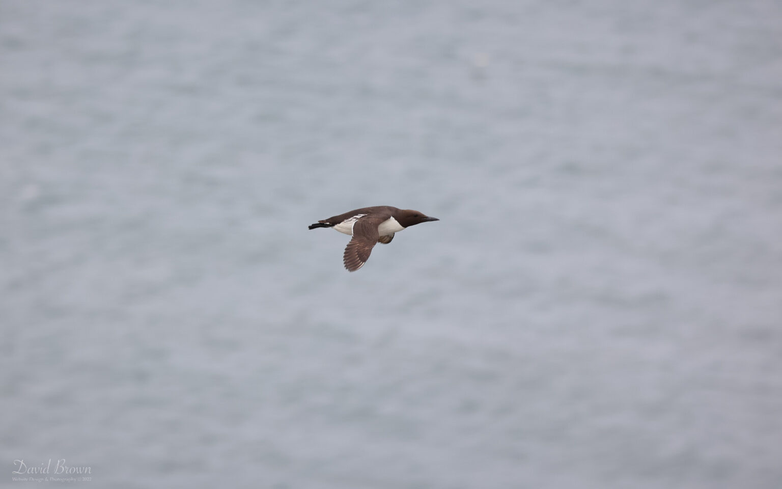 Guillemot at Bempton Cliffs, 30th June 2022
