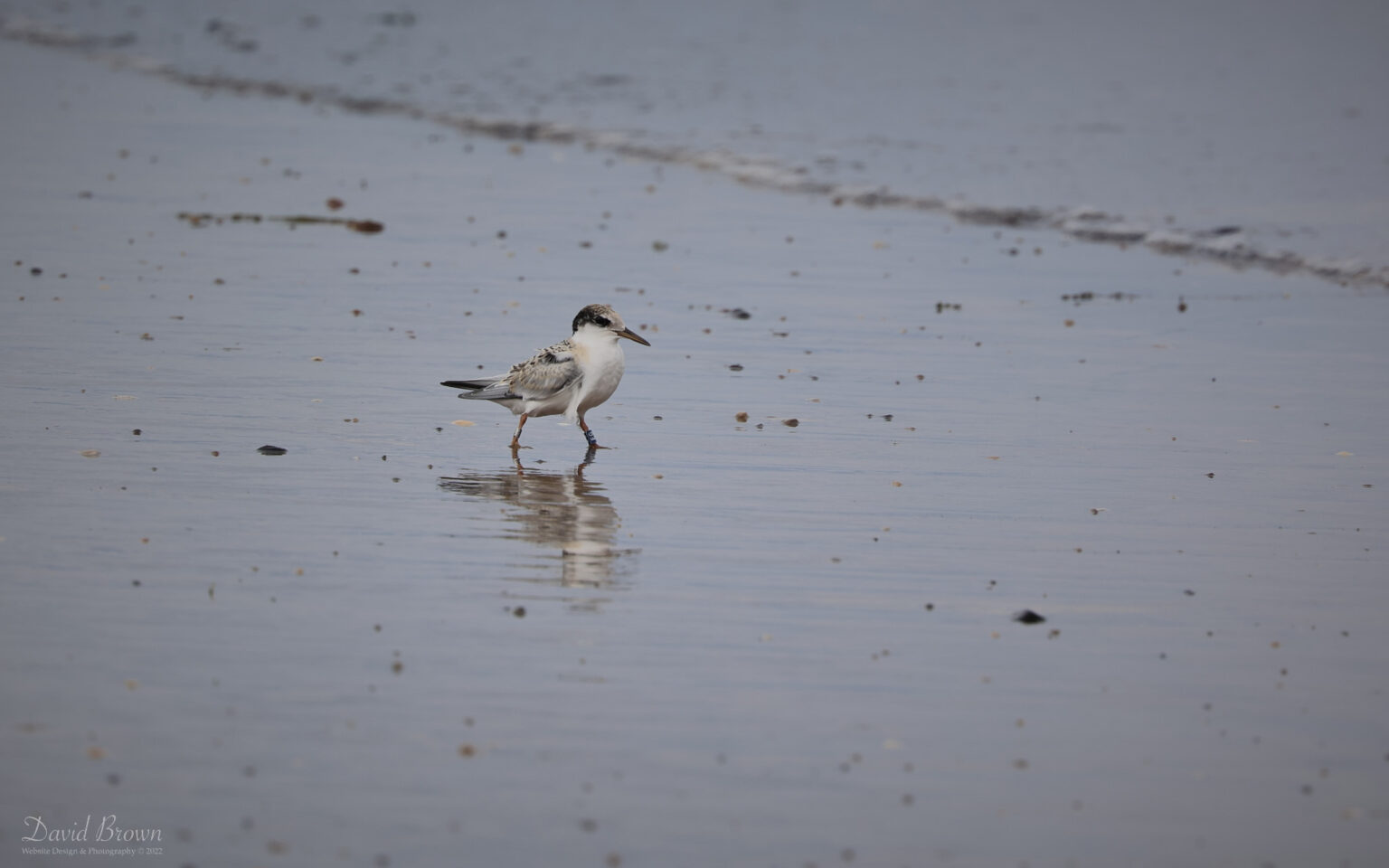 Little Tern at Seaton Carew, 24th July 2022.