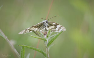 Marbled White at Wingate Quarry, 24th July 2022.