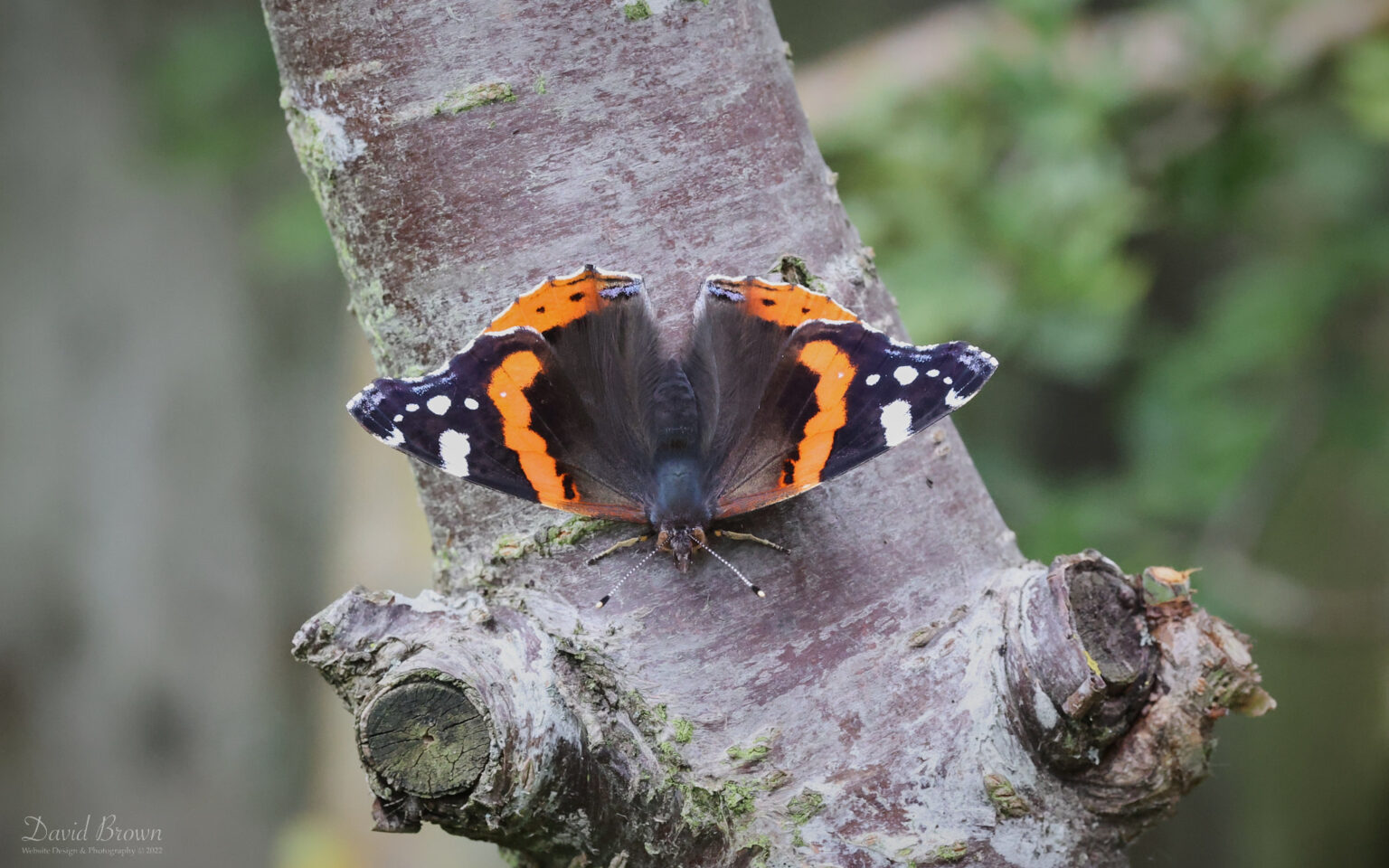 Red Admiral at Etherley Moor, 25th July 2022.