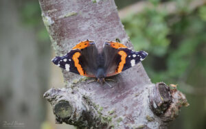 Red Admiral at Etherley Moor, 25th July 2022.