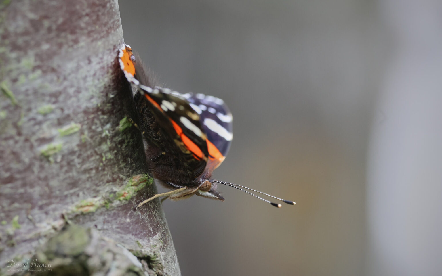 Red Admiral at Etherley Moor, 25th July 2022.