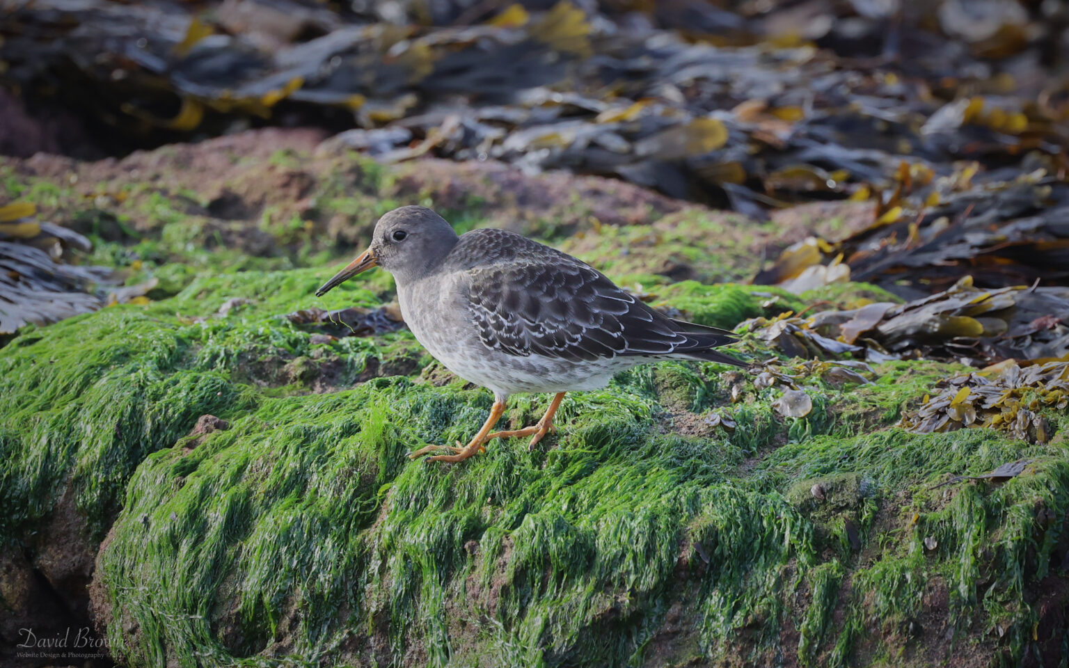 Purple Sandpiper at Hartlepool Headland, 21st October 2022