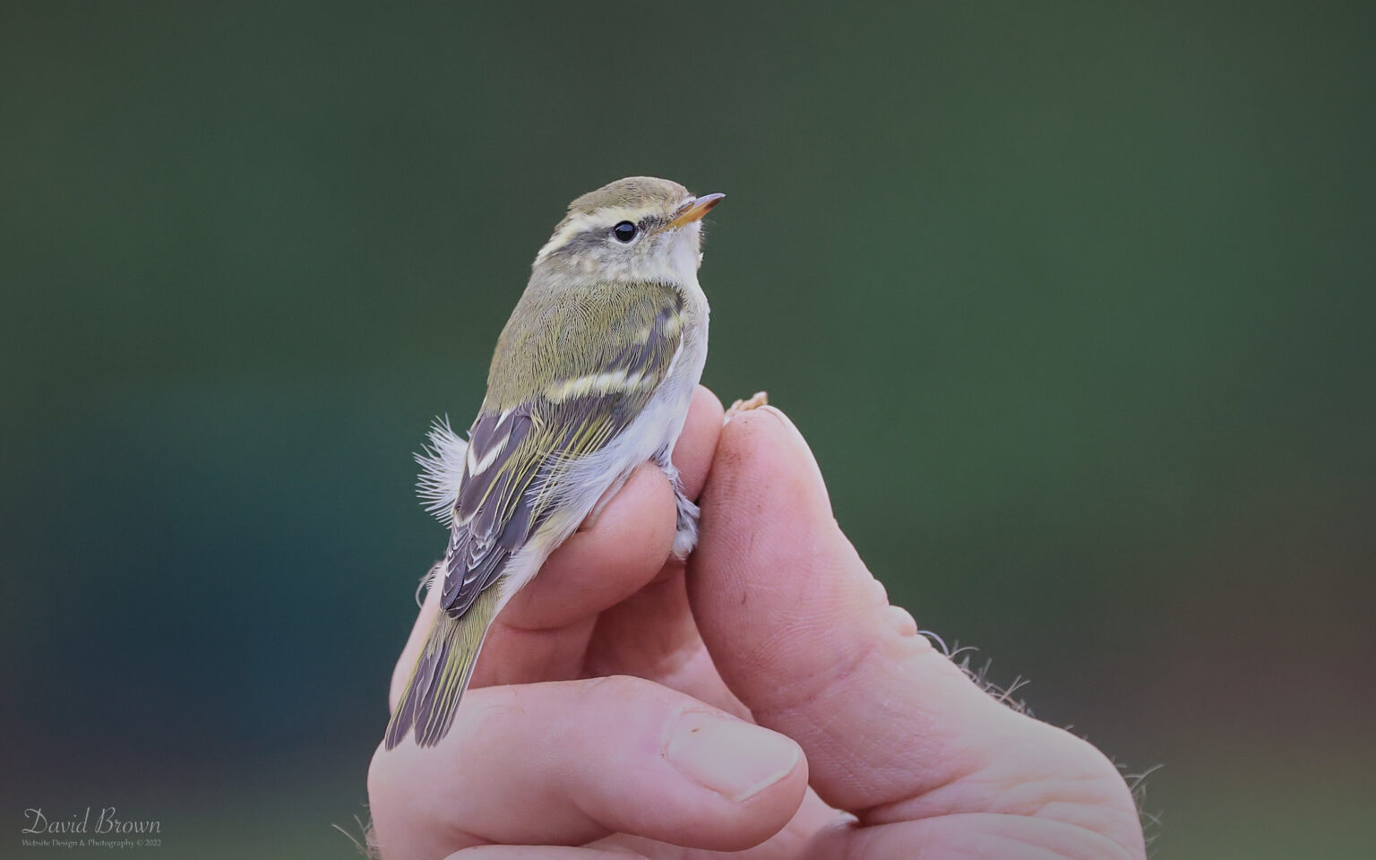 Yellow-browed Warbler at Hartlepool Warbler, 21st October 2022