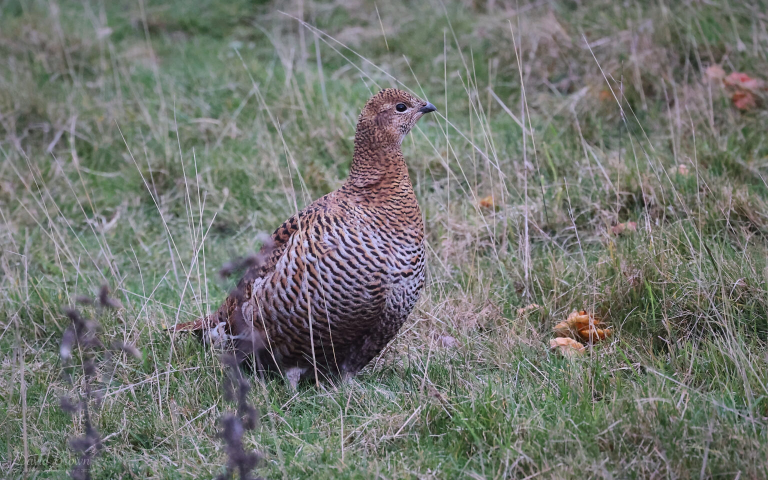 Black Grouse in Upper Weardale, 26th November 2022.