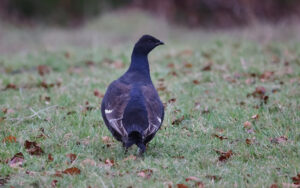 Black Grouse in Upper Weardale, 26th November 2022.