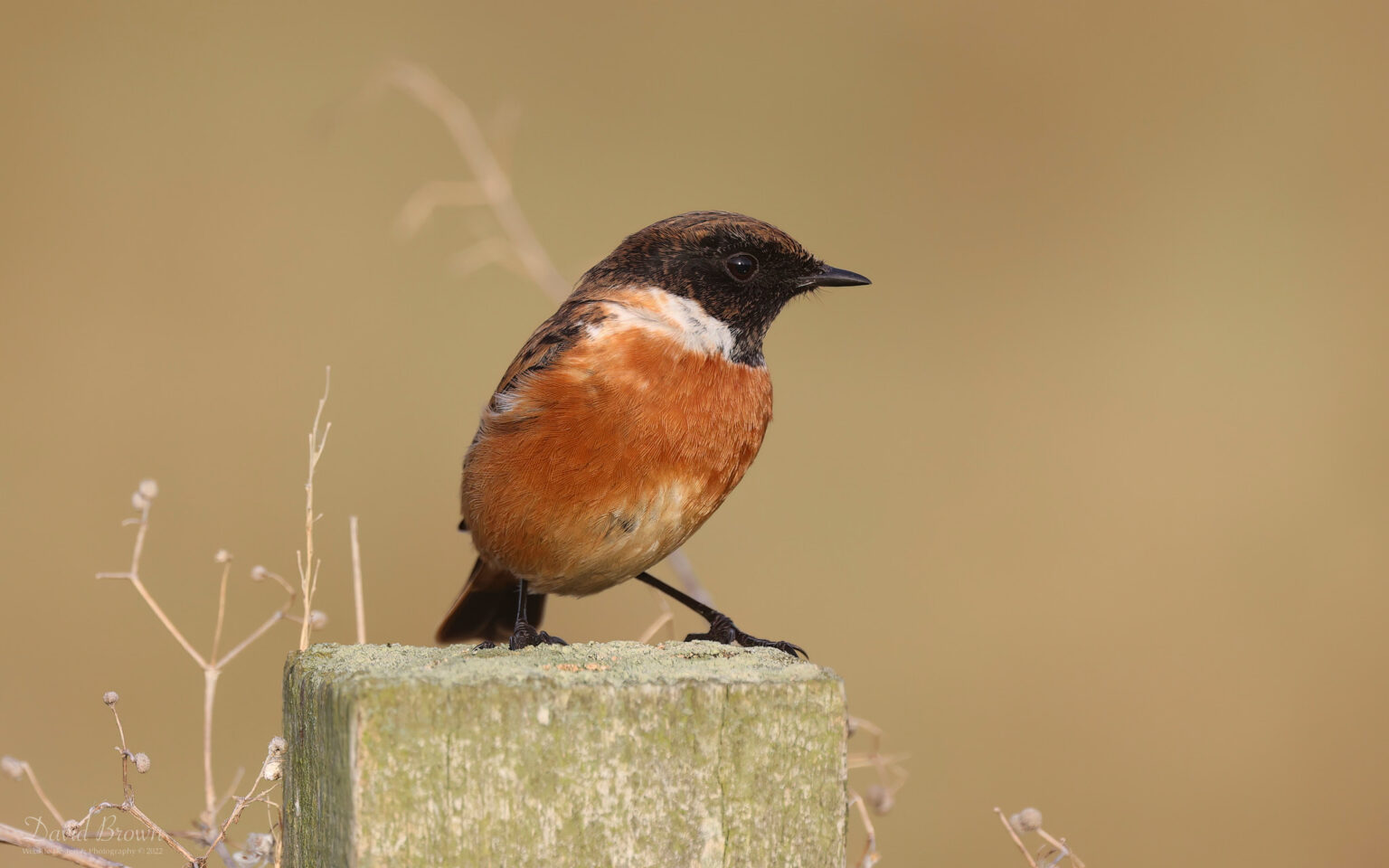 Stonechat at Seaton Common, 19th December 2022.
