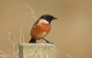 Stonechat at Seaton Common, 19th December 2022.