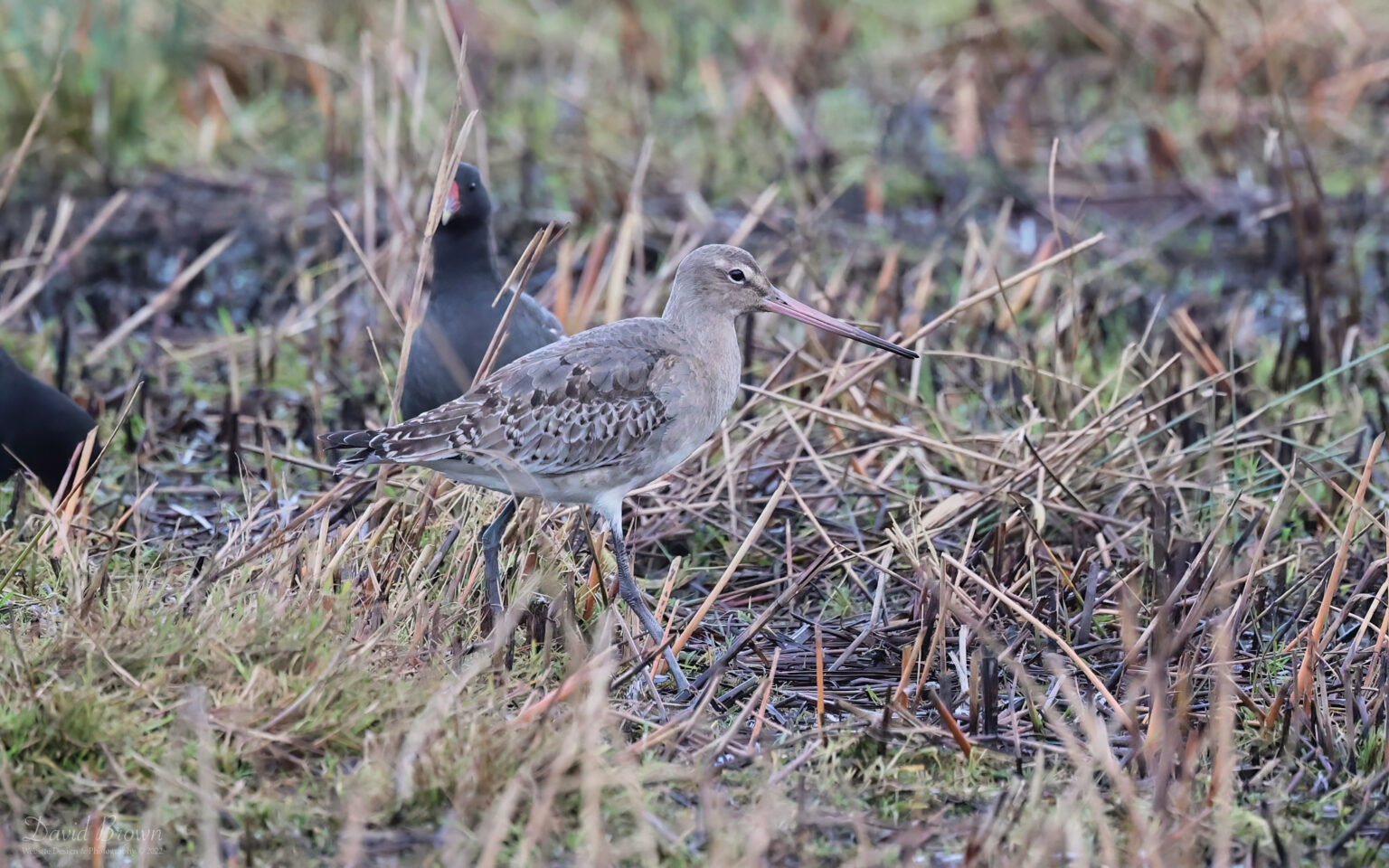 Black-tailed Godwit at RSPB Saltholme, 19th December 2022.