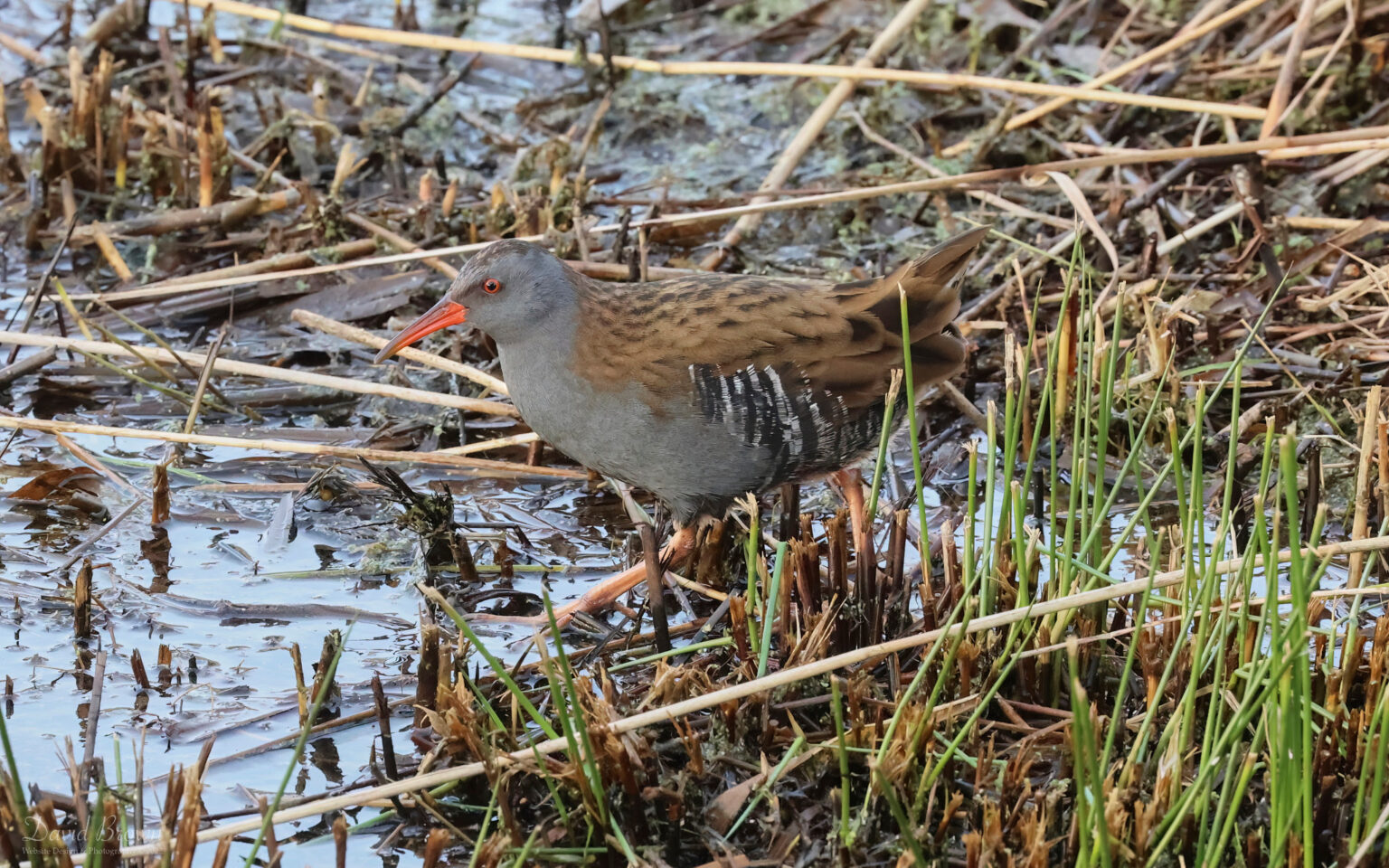 Water Rail at RSPB Saltholme, 19th December 2022.