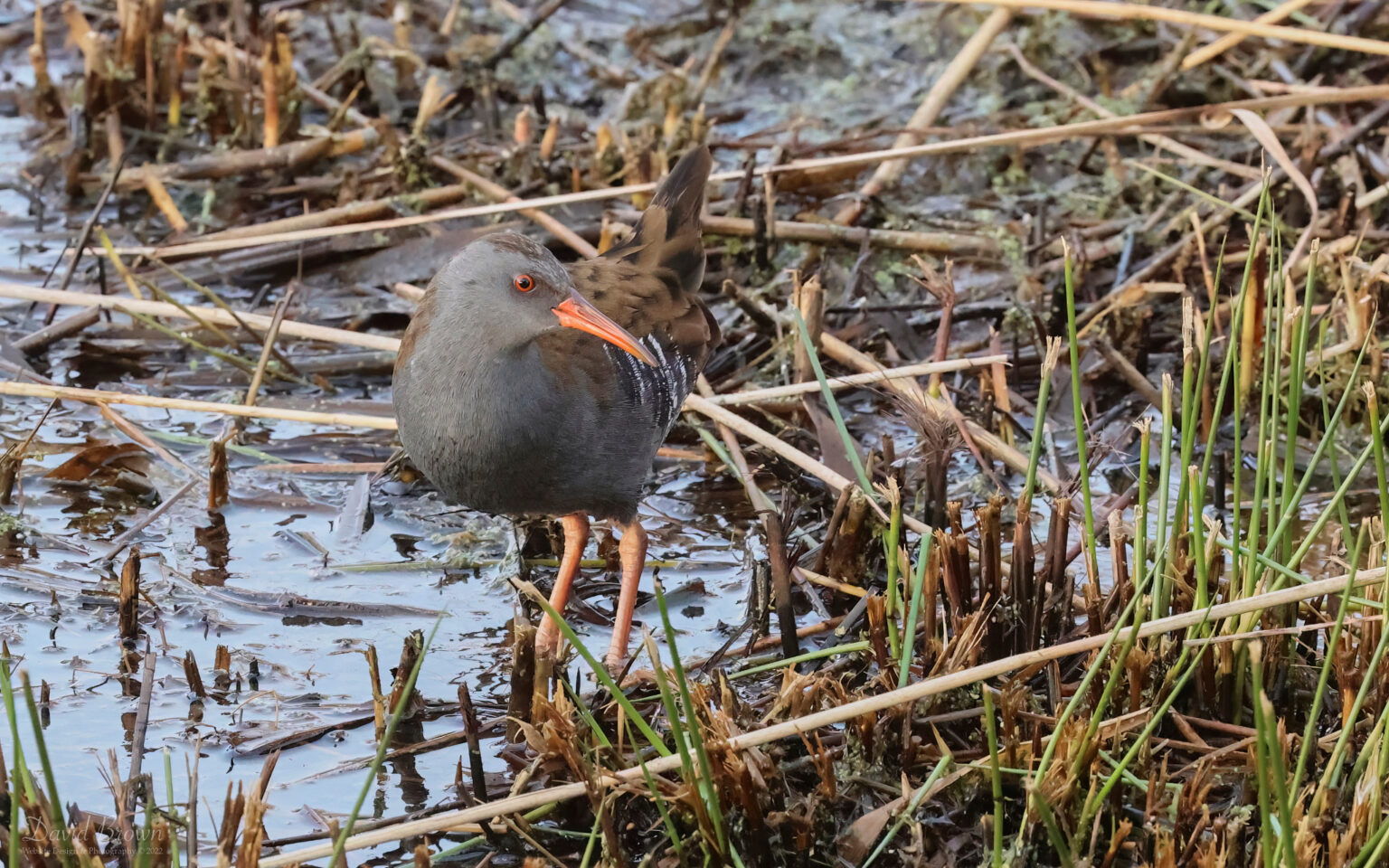 Water Rail at RSPB Saltholme, 19th December 2022.