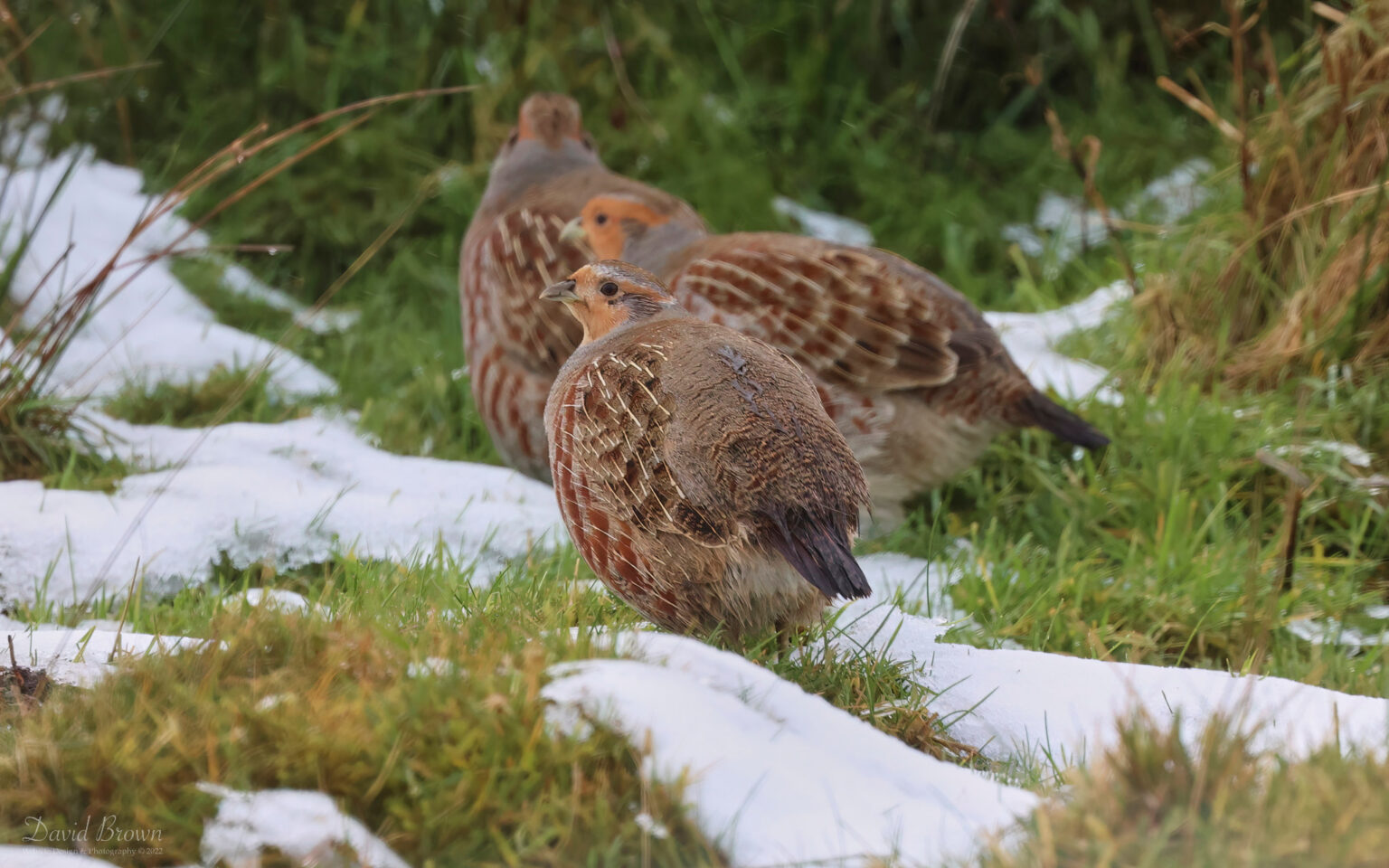 Grey Partridge in South Durham, 27th December 2022.