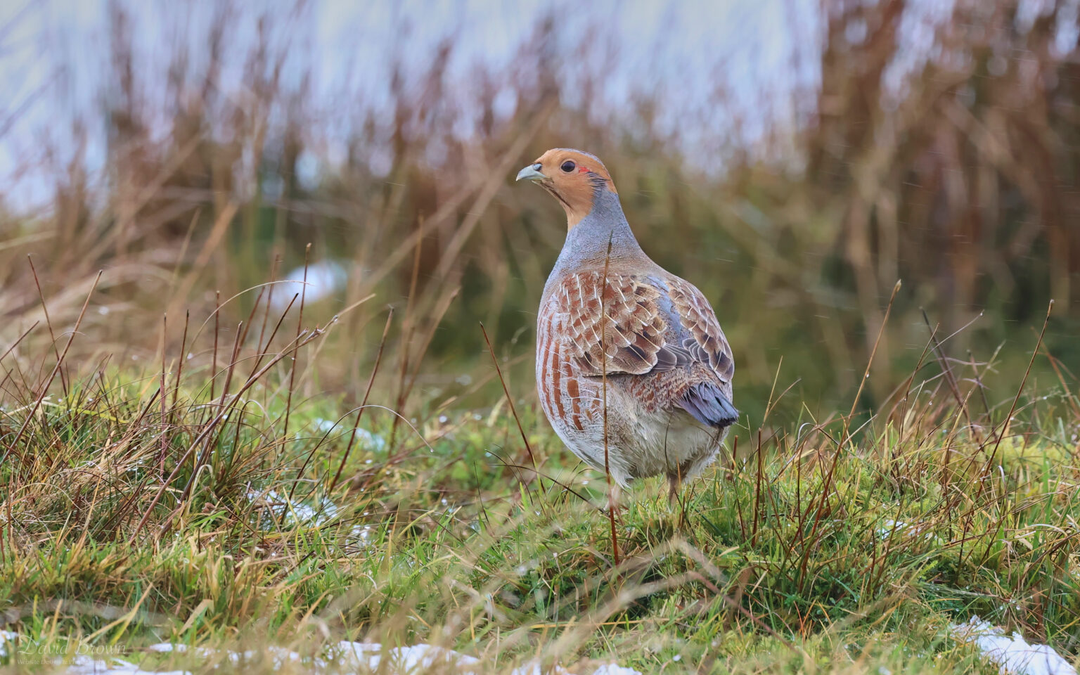 Grey Partridge in South Durham, 27th December 2022.