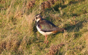 Lapwing at Seaton Common, 21st January 2023