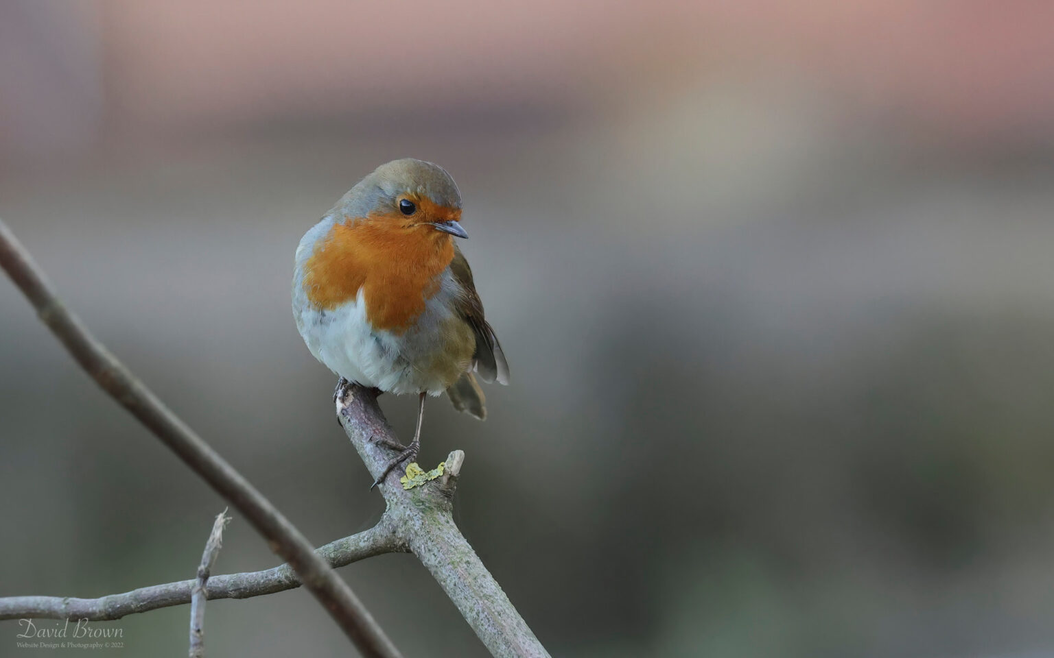 Robin at Bishop Middleham, 29th January 2023