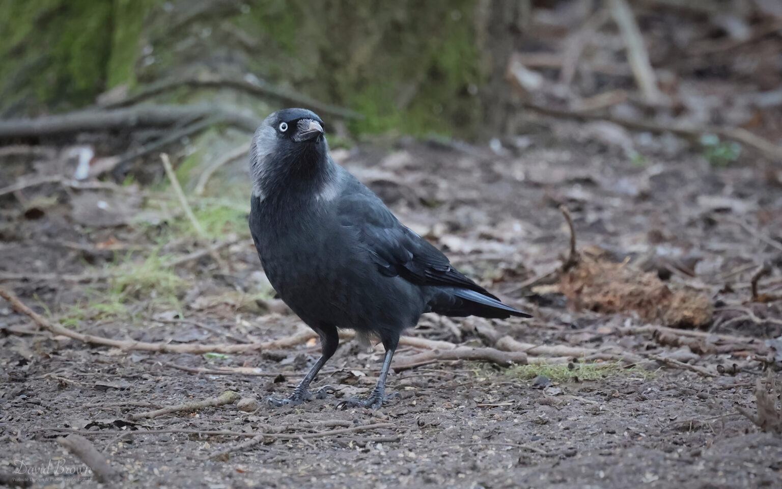 Jackdaw at Cowpen Bewely, 29th January 2023