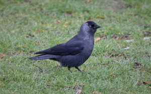 Jackdaw at Raby Castle, 5th March 2023