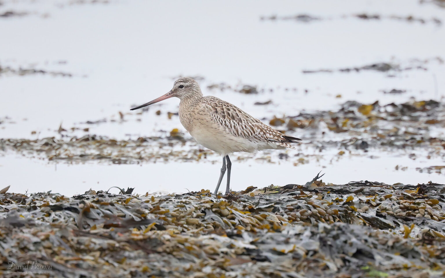 Bar-tailed Godwit at Boulmer, 19th March 2023