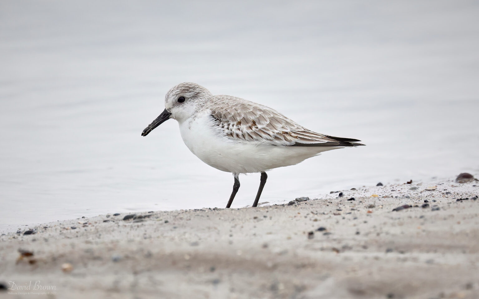 Sanderling at Boulmer, 19th March 2023